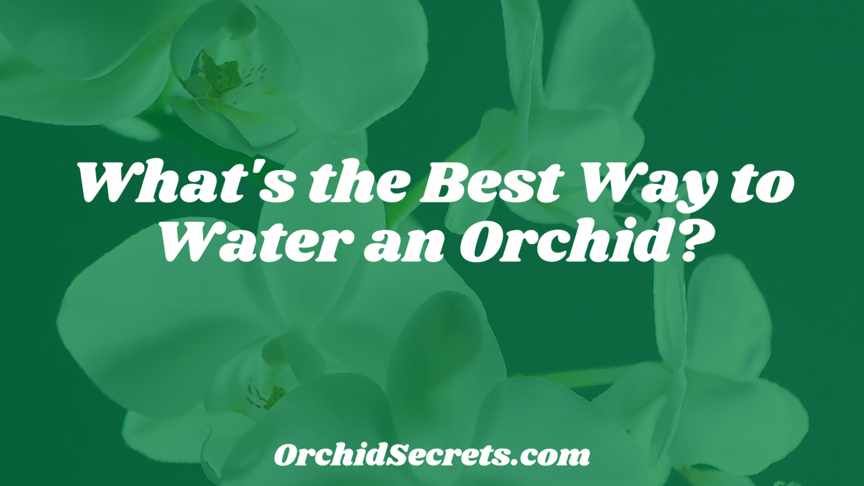 What's the Best Way to Water an Orchid? — Orchid Secrets