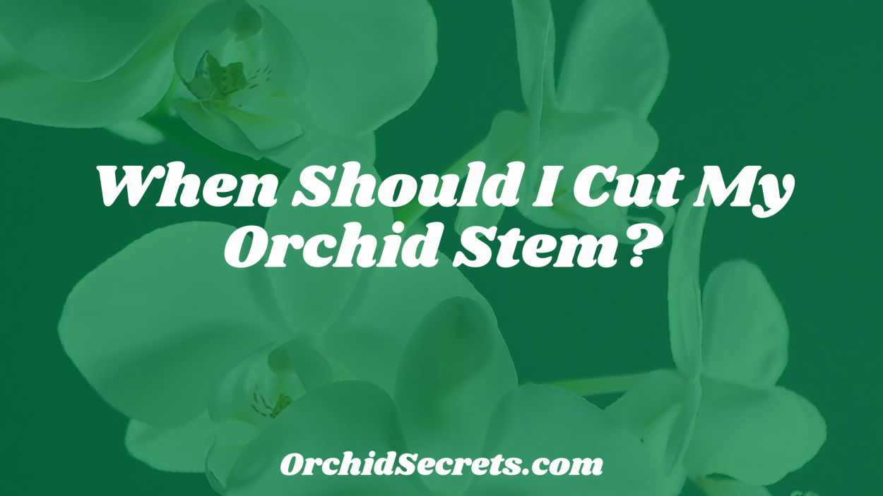 When Should I Cut My Orchid Stem? — Orchid Secrets