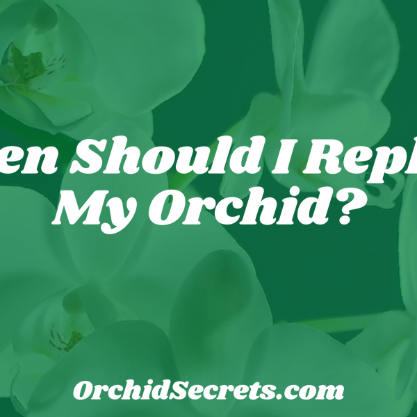 When Should I Replant My Orchid? — Orchid Secrets