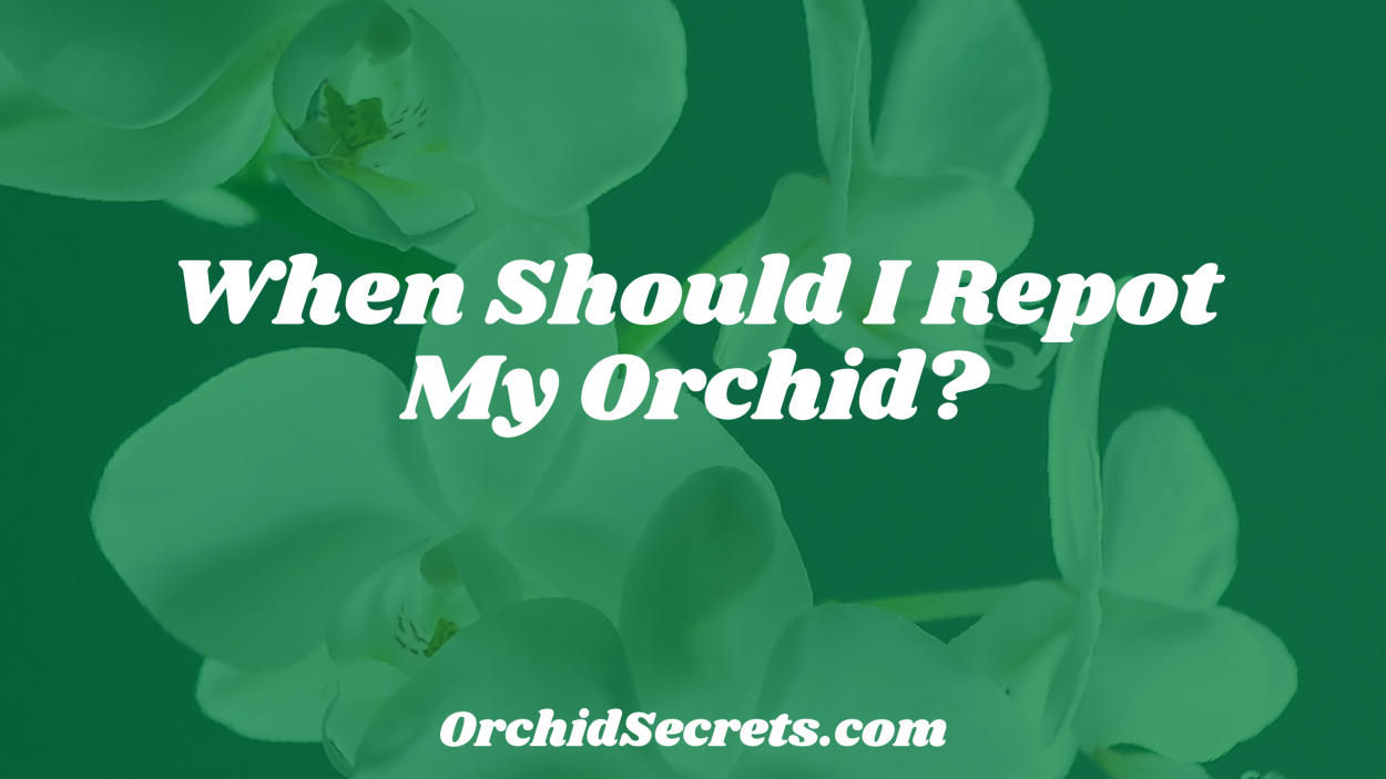 When Should I Repot My Orchid? — Orchid Secrets