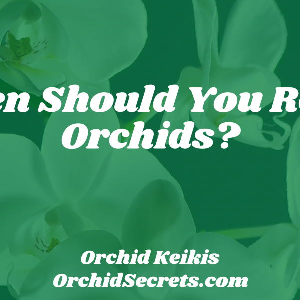 When Should You Repot Orchids? — Orchid Secrets