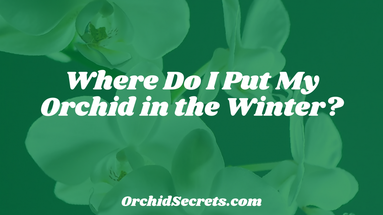 Where Do I Put My Orchid in the Winter? — Orchid Secrets