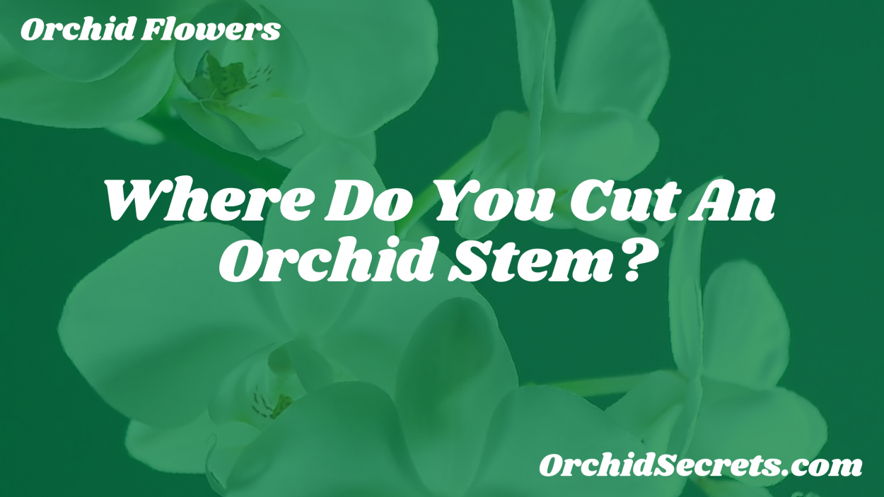 Where Do You Cut An Orchid Stem? — Orchid Secrets