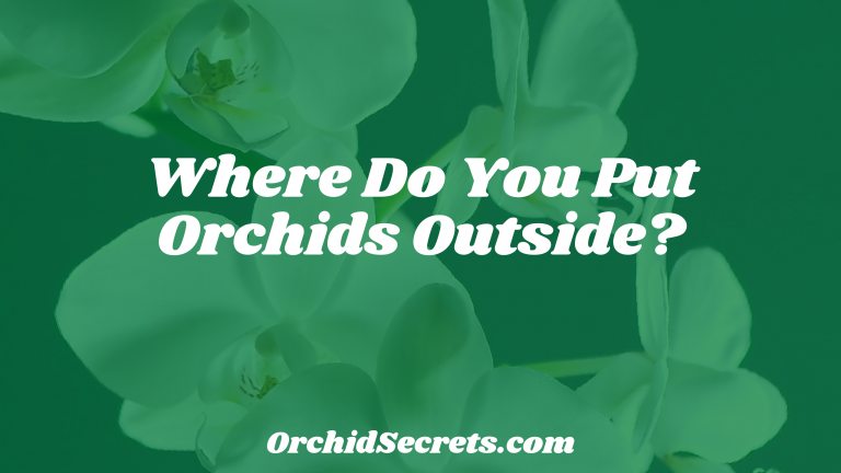 Where Do You Put Orchids Outside? — Orchid Secrets