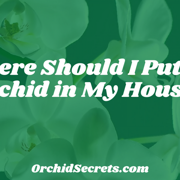 Where Should I Put My Orchid in My House? — Orchid Secrets