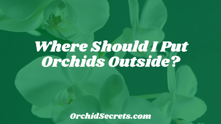 Where Should I Put Orchids Outside? — Orchid Secrets