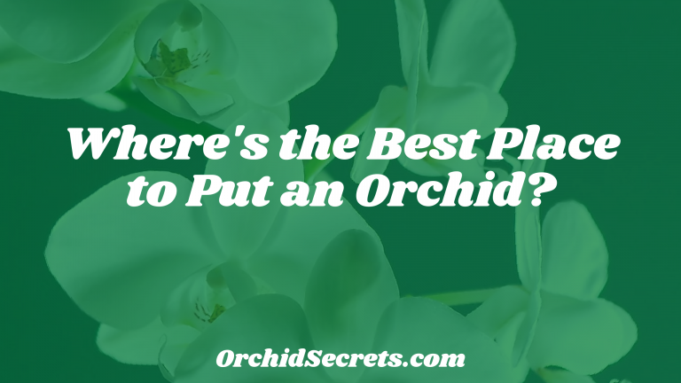 Where's the Best Place to Put an Orchid? — Orchid Secrets