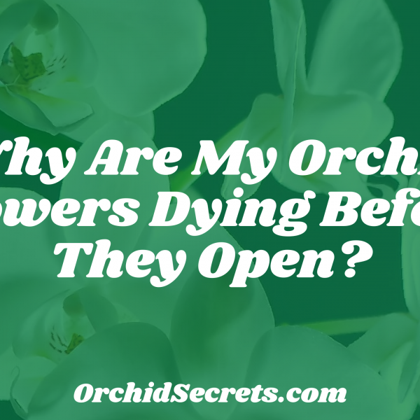 Why Are My Orchid Flowers Dying Before They Open? — Orchid Secrets