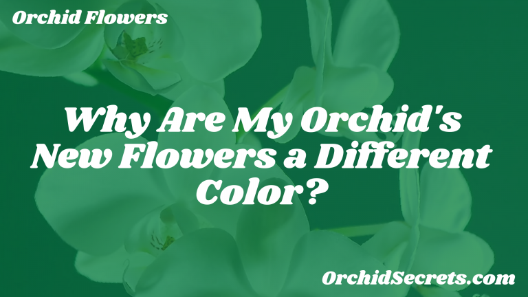 Why Are My Orchid's New Flowers a Different Color? — Orchid Secrets