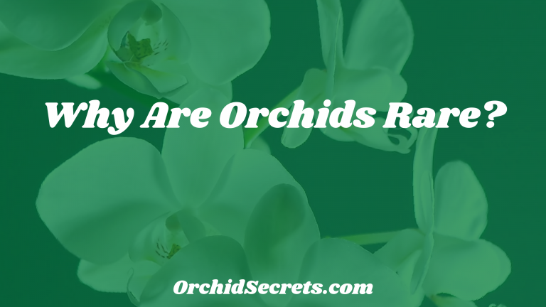 Why Are Orchids Rare? — Orchid Secrets