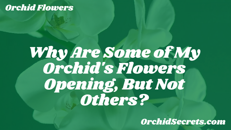 Why Are Some of My Orchid's Flowers Opening, But Not Others? — Orchid Secrets