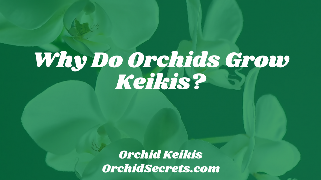 Why Do Orchids Grow Keikis? — Orchid Secrets