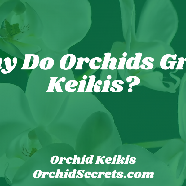 Why Do Orchids Grow Keikis? — Orchid Secrets