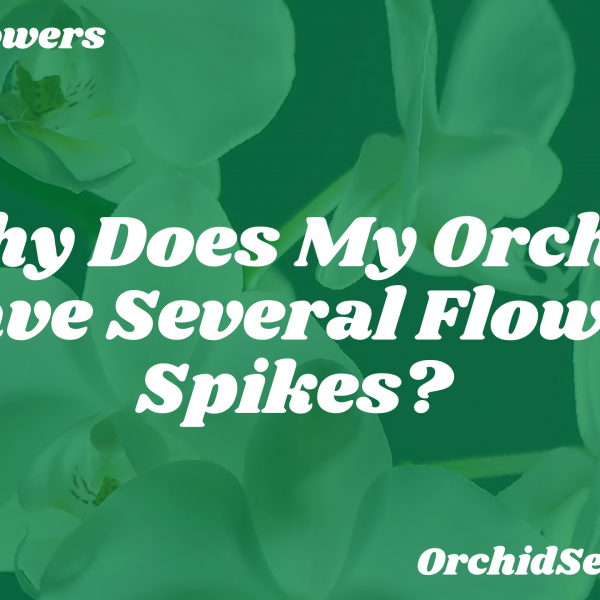 Why Does My Orchid Have Several Flower Spikes? — Orchid Secrets