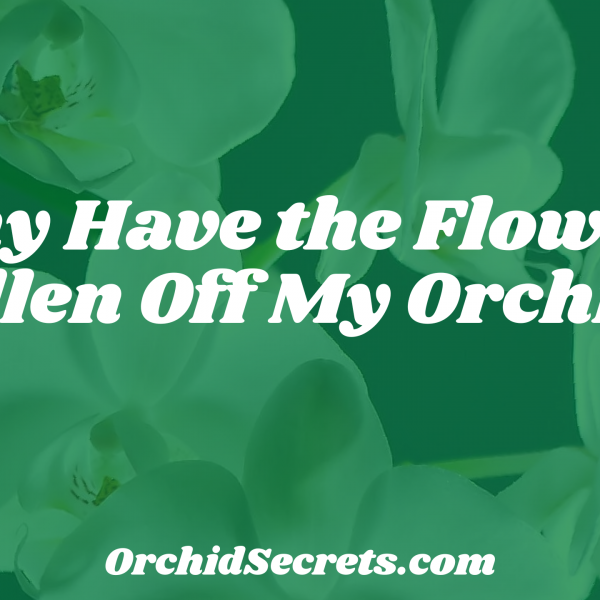 Why Have the Flowers Fallen Off My Orchid? — Orchid Secrets