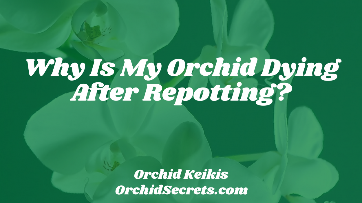 Why Is My Orchid Dying After Repotting? — Orchid Secrets