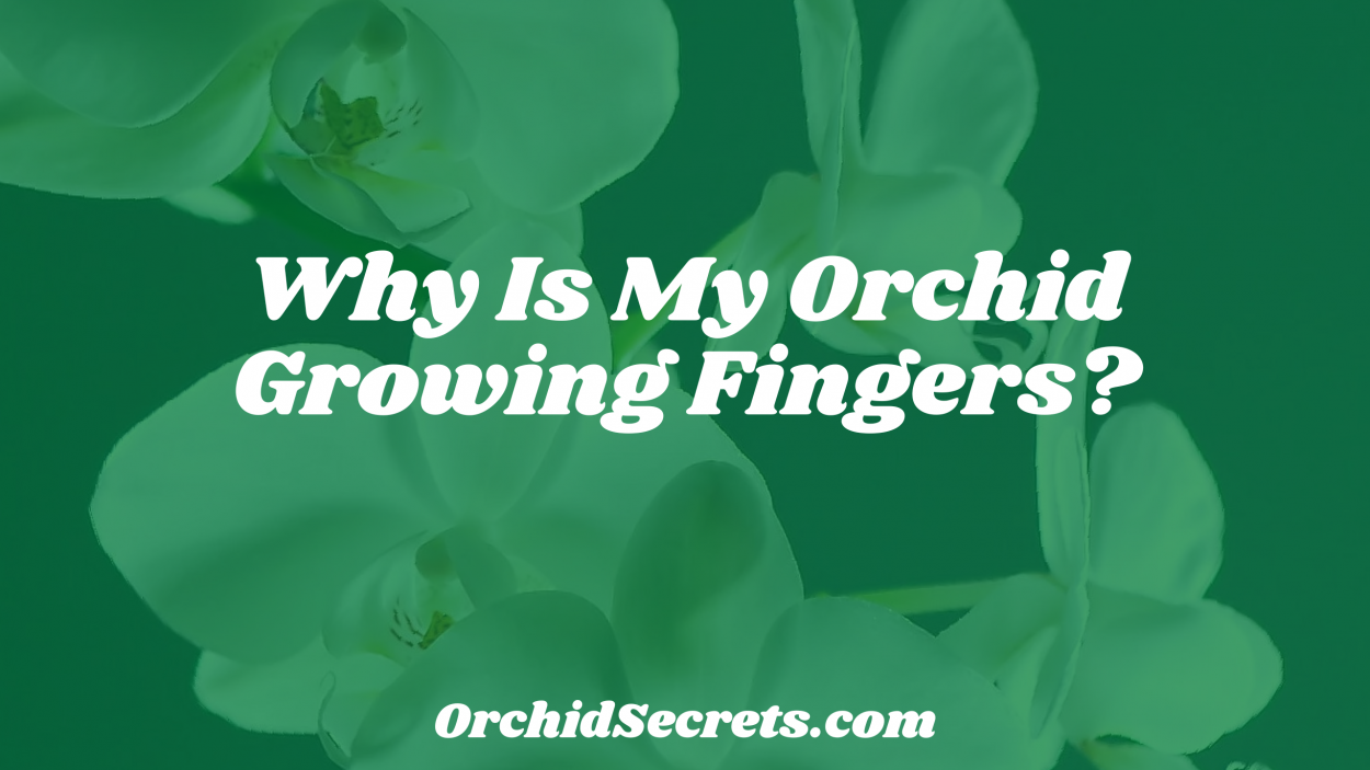 Why Is My Orchid Growing Fingers? — Orchid Secrets
