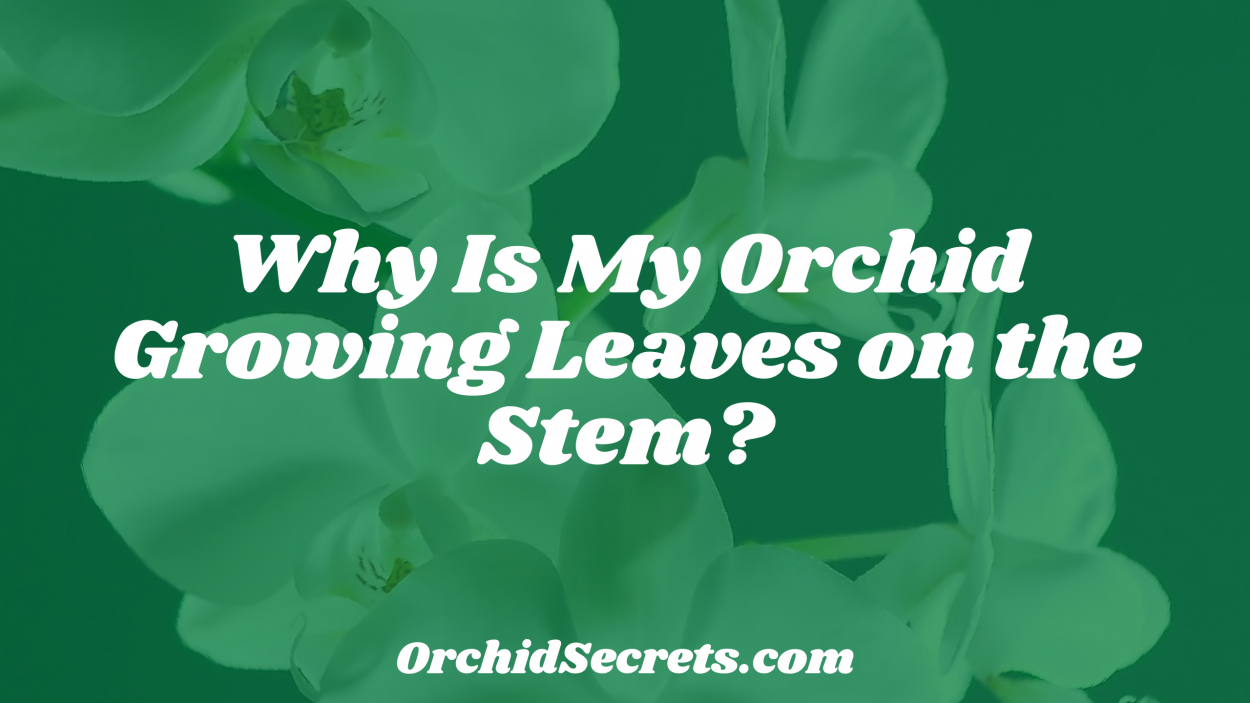 Why Is My Orchid Growing Leaves on the Stem? — Orchid Secrets