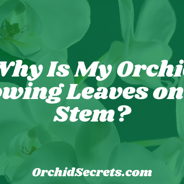 Why Is My Orchid Growing Leaves on the Stem? — Orchid Secrets