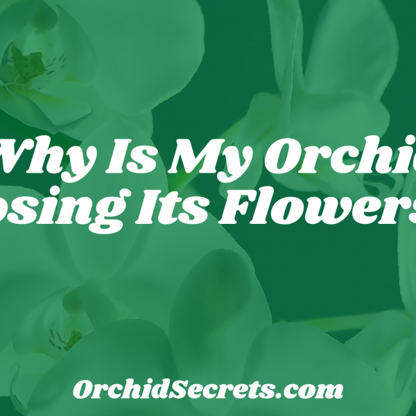 Why Is My Orchid Losing Its Flowers? — Orchid Secrets