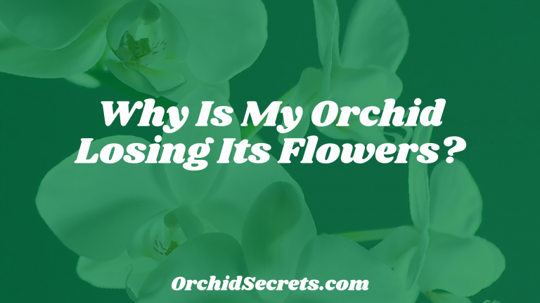 Why Is My Orchid Losing Its Flowers? — Orchid Secrets
