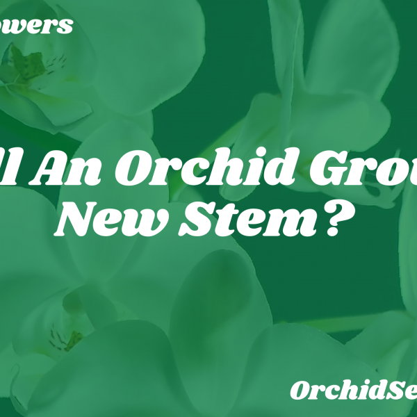 Will An Orchid Grow A New Stem? — Orchid Secrets