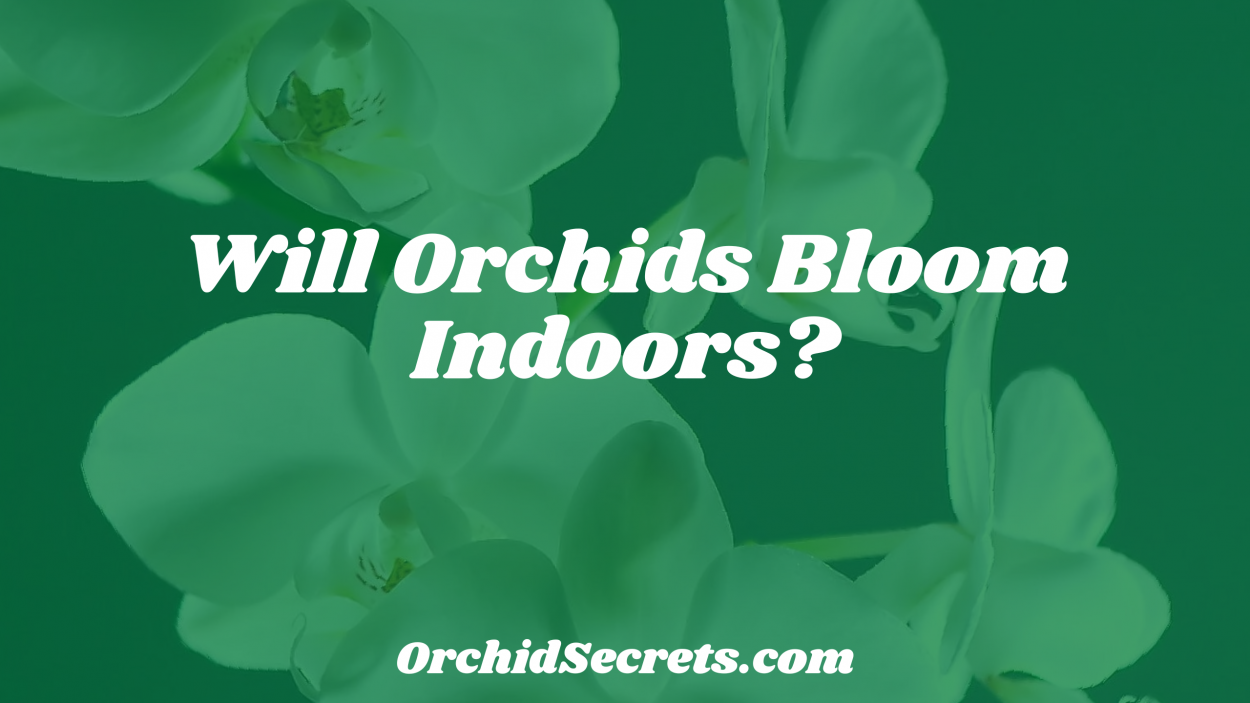 Will Orchids Bloom Indoors? — Orchid Secrets