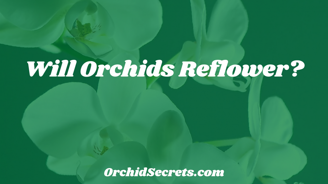 Will Orchids Reflower? — Orchid Secrets