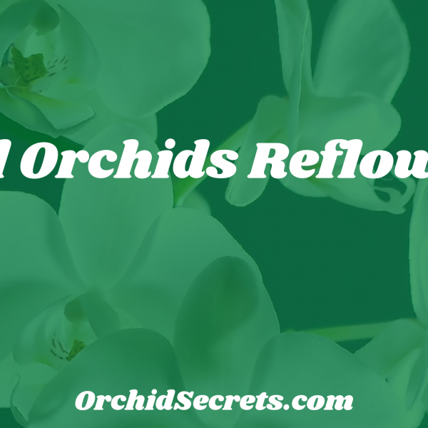 Will Orchids Reflower? — Orchid Secrets