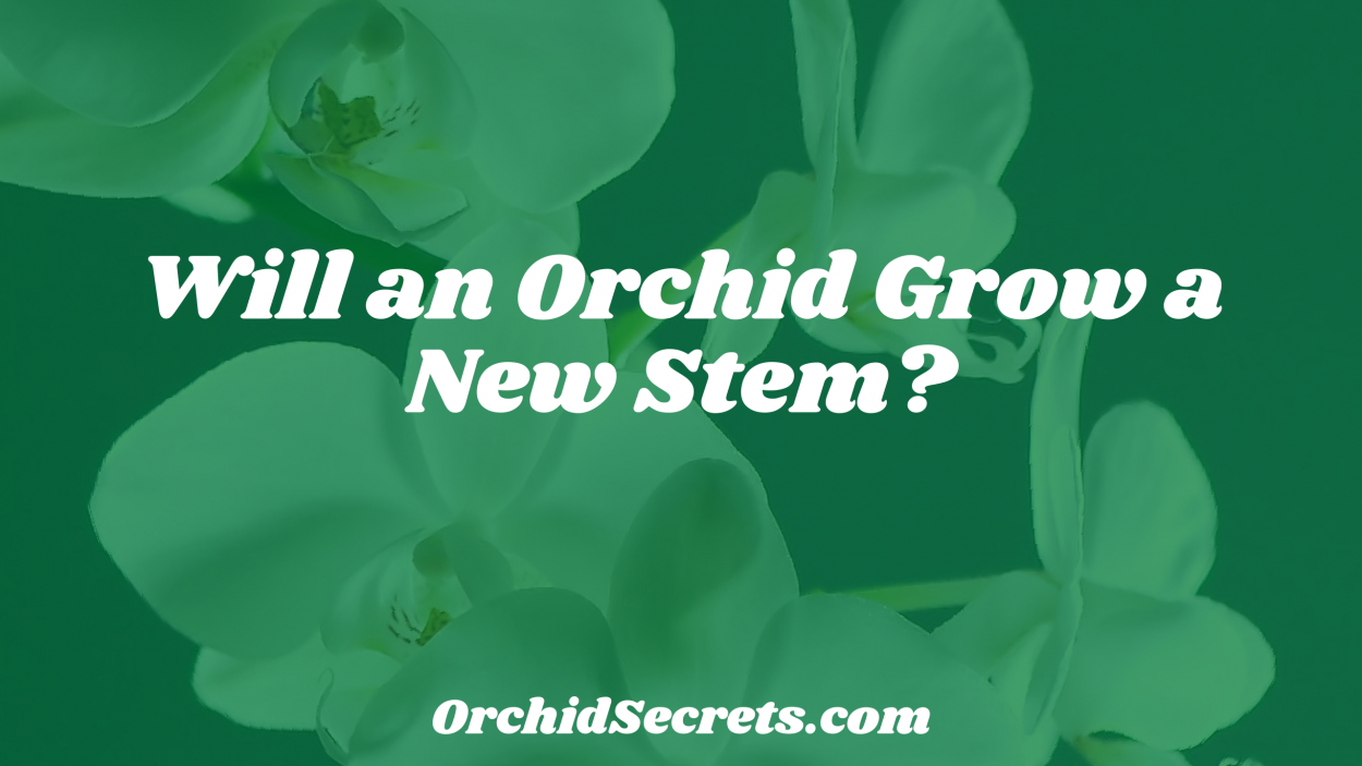 Will an Orchid Grow a New Stem? — Orchid Secrets
