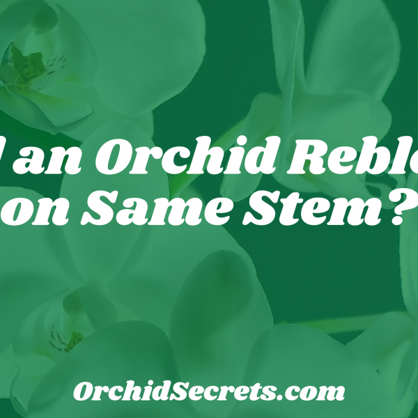 Will an Orchid Rebloom on Same Stem? — Orchid Secrets