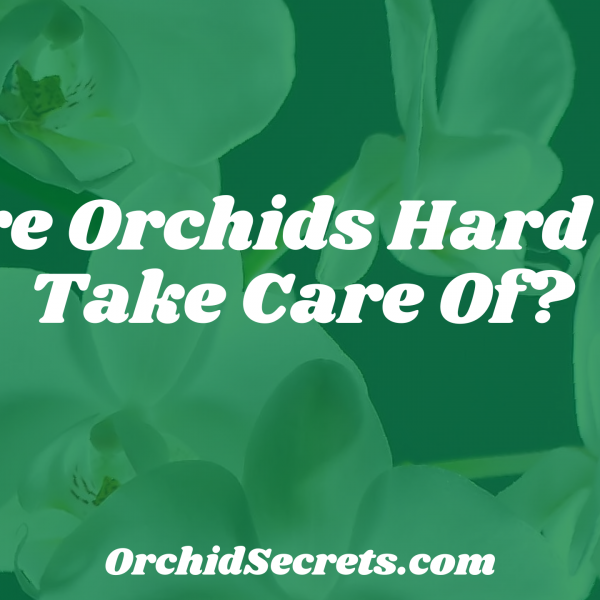 Are Orchids Hard to Take Care Of? — Orchid Secrets