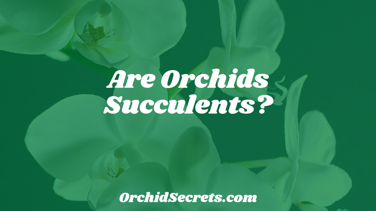 Are Orchids Succulents? — Orchid Secrets