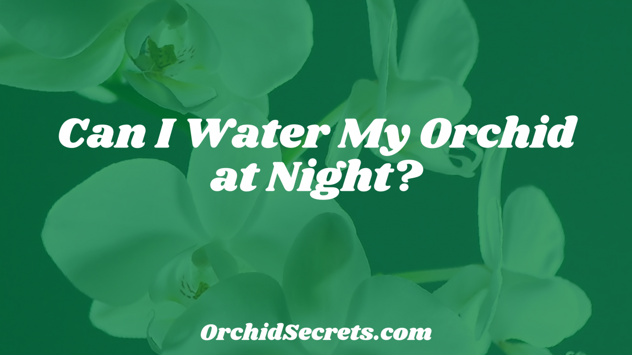 Can I Water My Orchid at Night? — Orchid Secrets