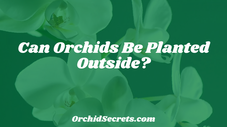 Can Orchids Be Planted Outside? — Orchid Secrets
