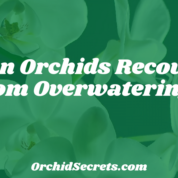 Can Orchids Recover from Overwatering? — Orchid Secrets