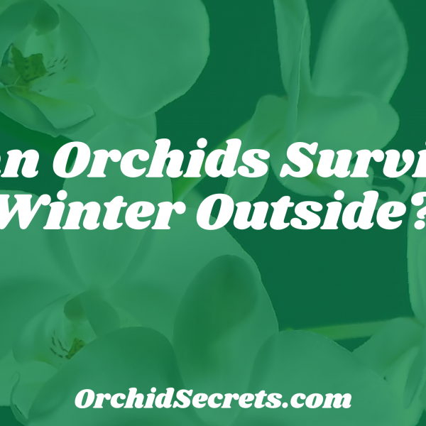 Can Orchids Survive Winter Outside? — Orchid Secrets