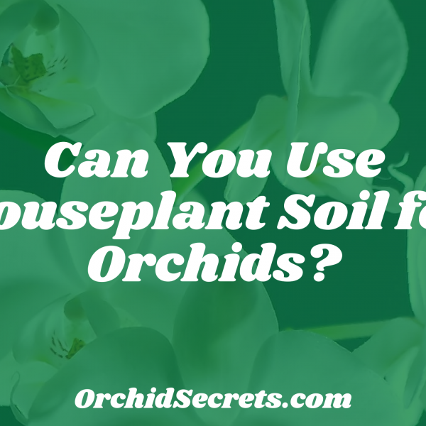 Can You Use Houseplant Soil for Orchids? — Orchid Secrets