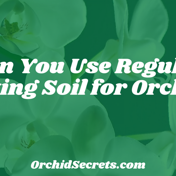 Can You Use Regular Potting Soil for Orchid? — Orchid Secrets