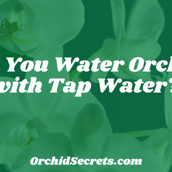 Can You Water Orchids with Tap Water? — Orchid Secrets