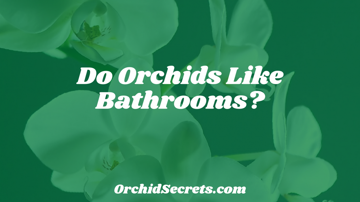 Do Orchids Like Bathrooms? — Orchid Secrets