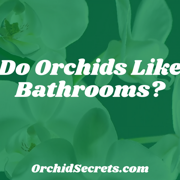 Do Orchids Like Bathrooms? — Orchid Secrets