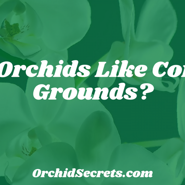 Do Orchids Like Coffee Grounds? — Orchid Secrets