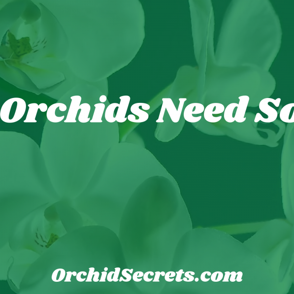 Do Orchids Need Soil? — Orchid Secrets