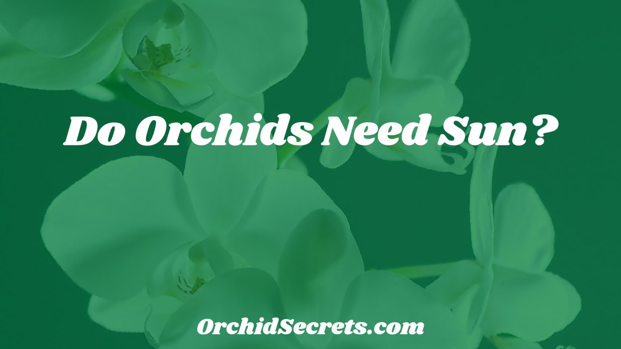 Do Orchids Need Sun? — Orchid Secrets