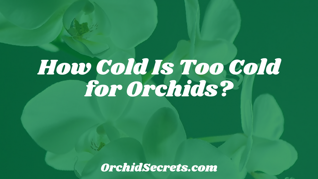 How Cold Is Too Cold for Orchids? — Orchid Secrets
