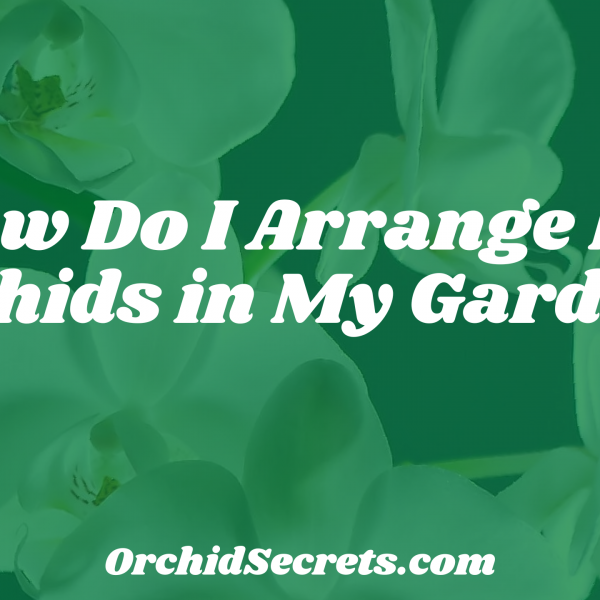 How Do I Arrange My Orchids in My Garden? — Orchid Secrets