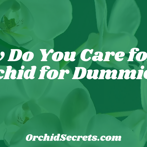How Do You Care for an Orchid for Dummies? — Orchid Secrets