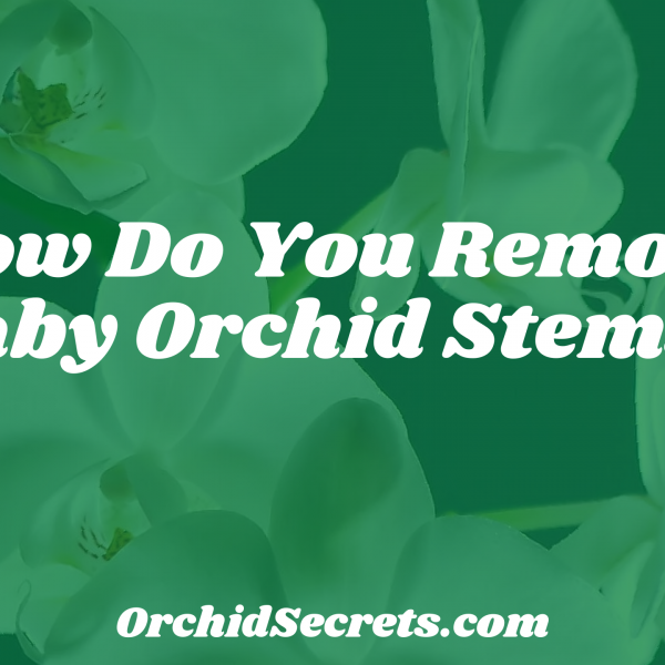 How Do You Remove Baby Orchid Stems? — Orchid Secrets