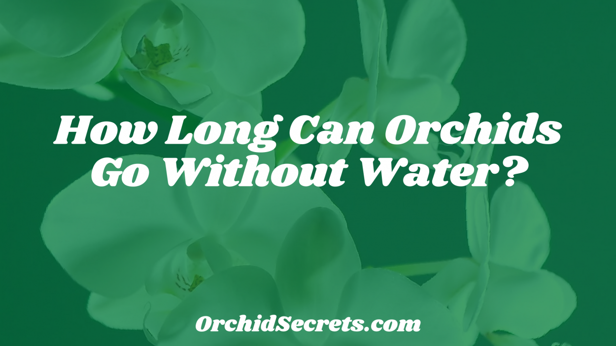 How Long Can Orchids Go Without Water? — Orchid Secrets